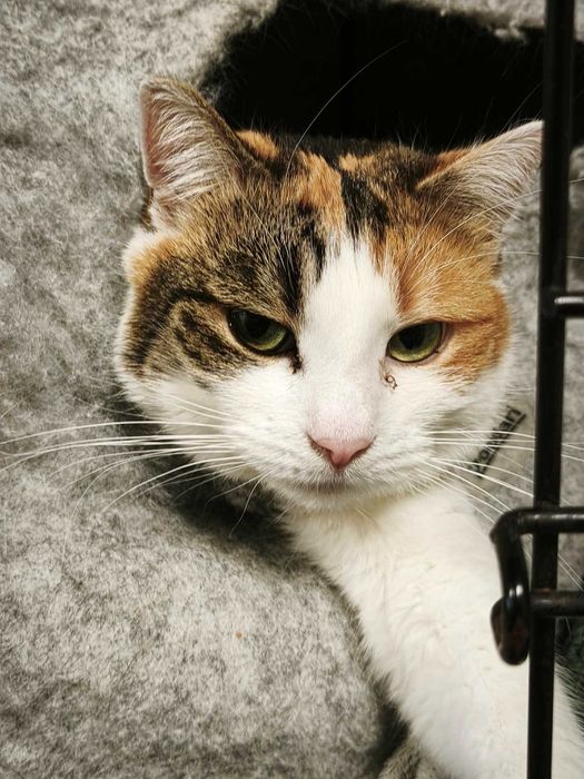 Lucyna szuka domu!