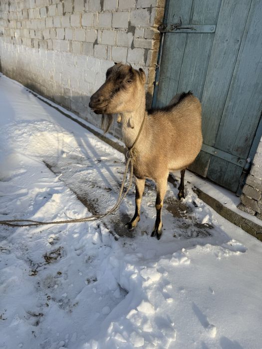 Дійна коза Ламанча