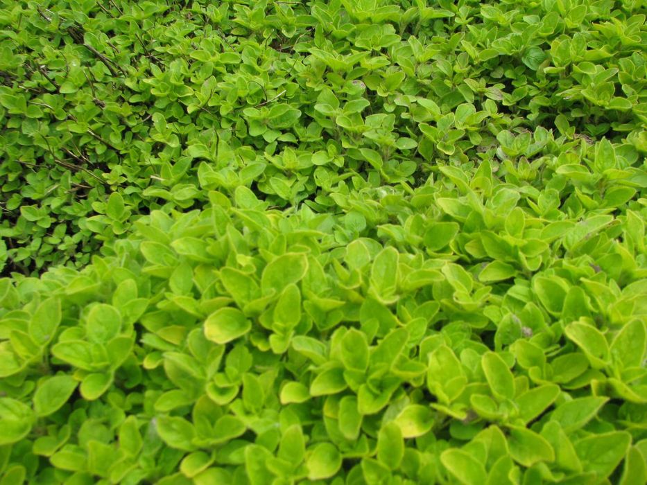 Oregano - lebiodka, melisa, mięta, lubczyk, szczaw kopane z gruntu