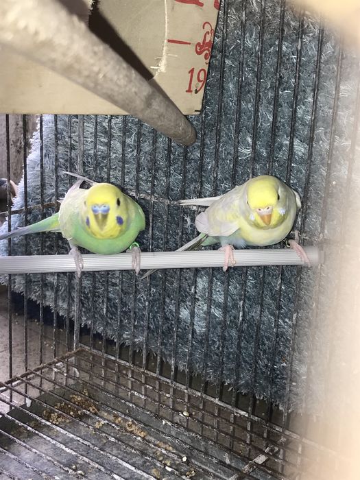 Troco ou vendo dois casais de periquitos