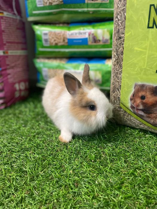 Coelhos anões - KIT DISPONIVEL LOJA