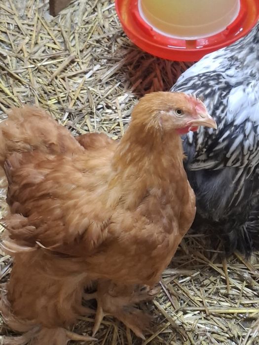 Sprzedam koguty brahma olbrzymia i kochin olbrzymi