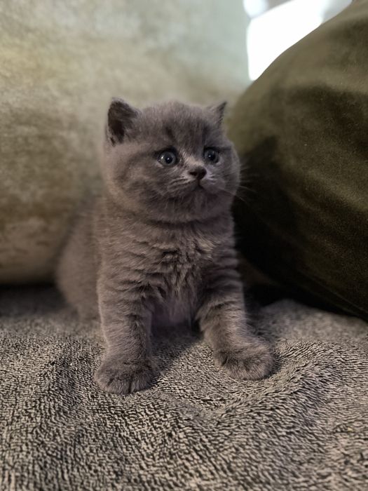 Шотландский висловухий скотіш фолд кіт для вʼязки кішки блю поінт