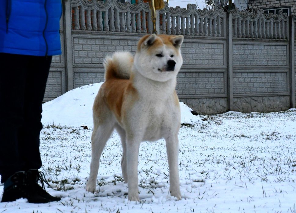 Продажа или совладение, сука Акита ину.