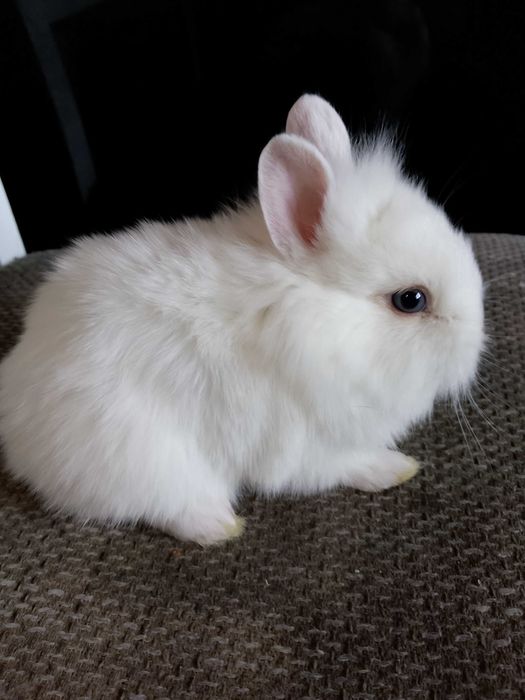 Króliczki miniaturki