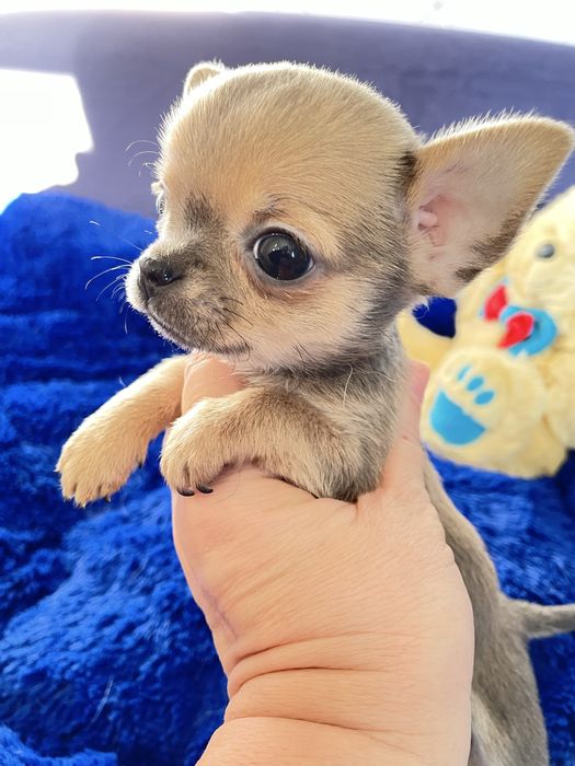 Міні малютка чихуахуа