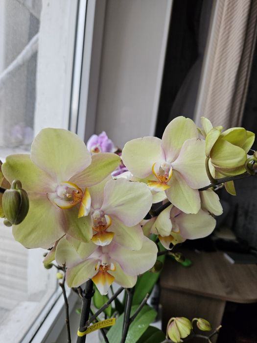 Орхидея лимонная желтая Запорожье