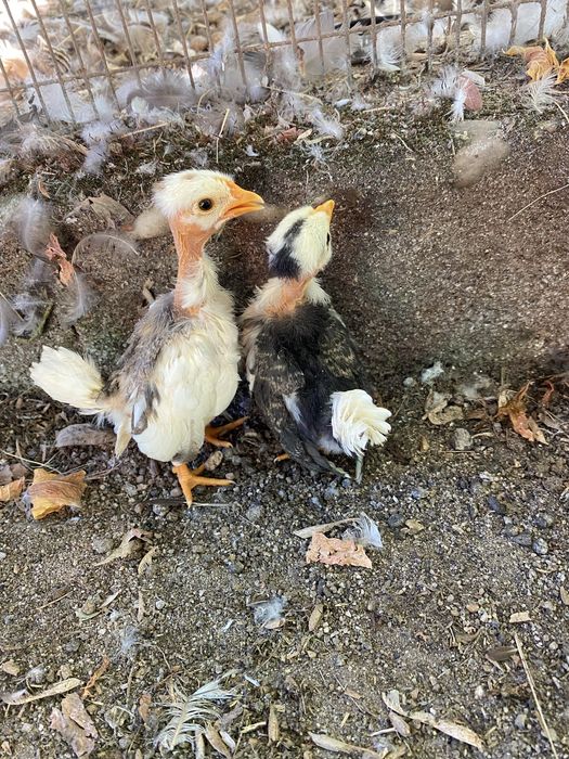 Nini garnizés jovens de varias cores