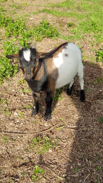 Cabras micro anãs