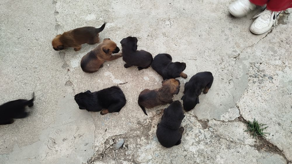 Dou cães  com 1 mês