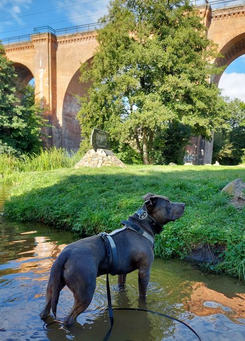 Uzi - piękny  amstaff szuka domu