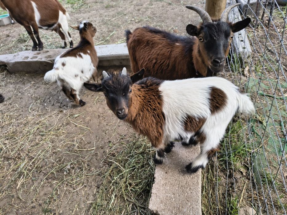 Cabras anãs 50 €