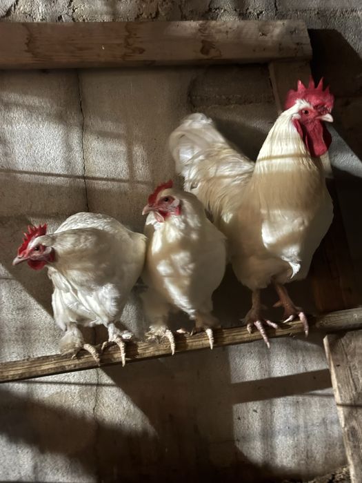 Vendo um trio de Marans Brancos