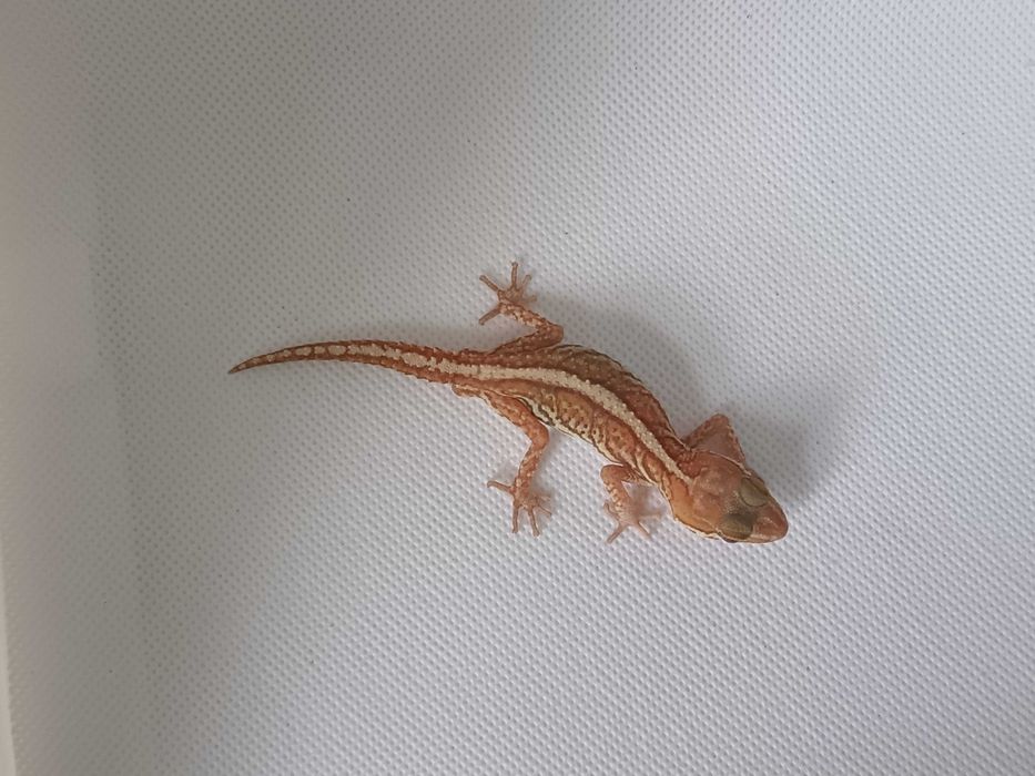 Gekon Madagaskarski nr ref. PP0207