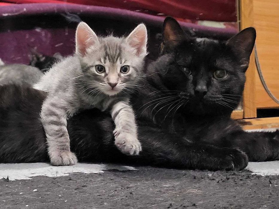 Котик (даром) 3 місяці