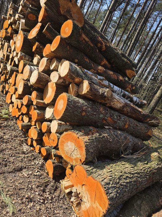 Brzoza, Olcha, Dąb, Akacja, Sosna 2.5m