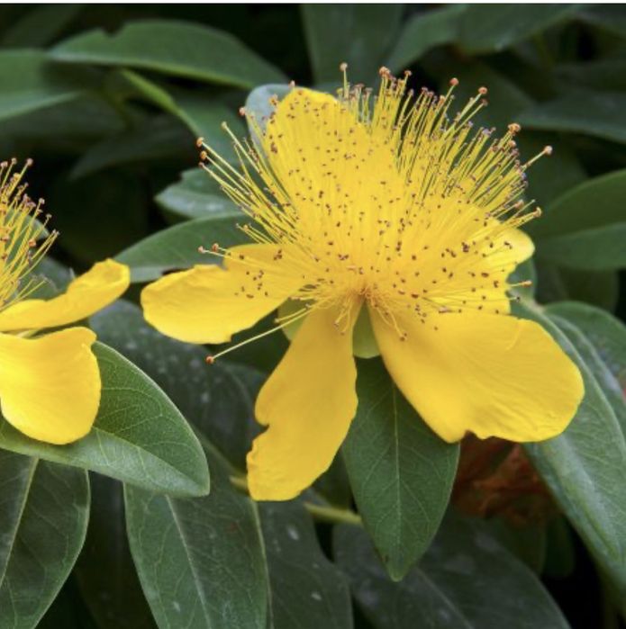 Декоративний кущ Звіробій Hypericum Сalycinum