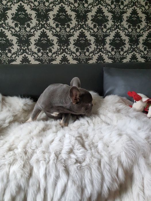 Очень породный малыш, редкий качественный окрас: голубой с подпалом