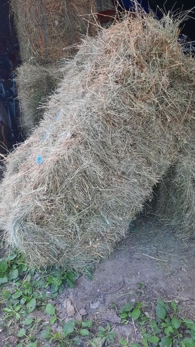 Продам сіно лугове