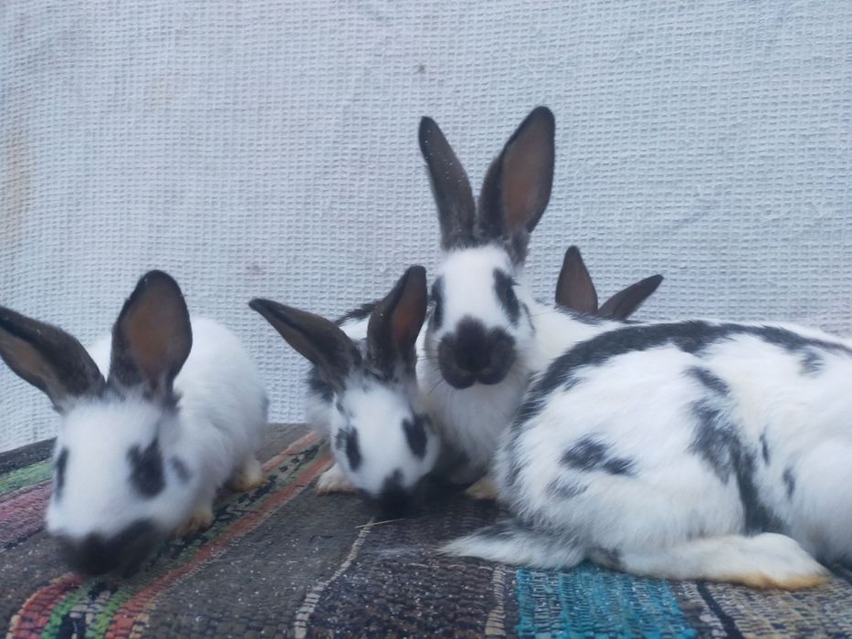 Сткокачі і шиншила . Кролики м'ясної породи.