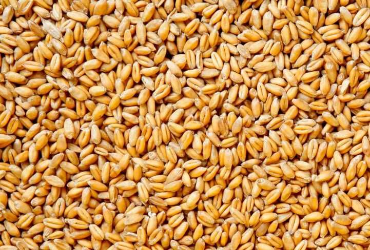 Продам насіння пшениці Астарта, Богдана, Подолянка - ЕЛІТА (озима пшениця, насіння для посіву)