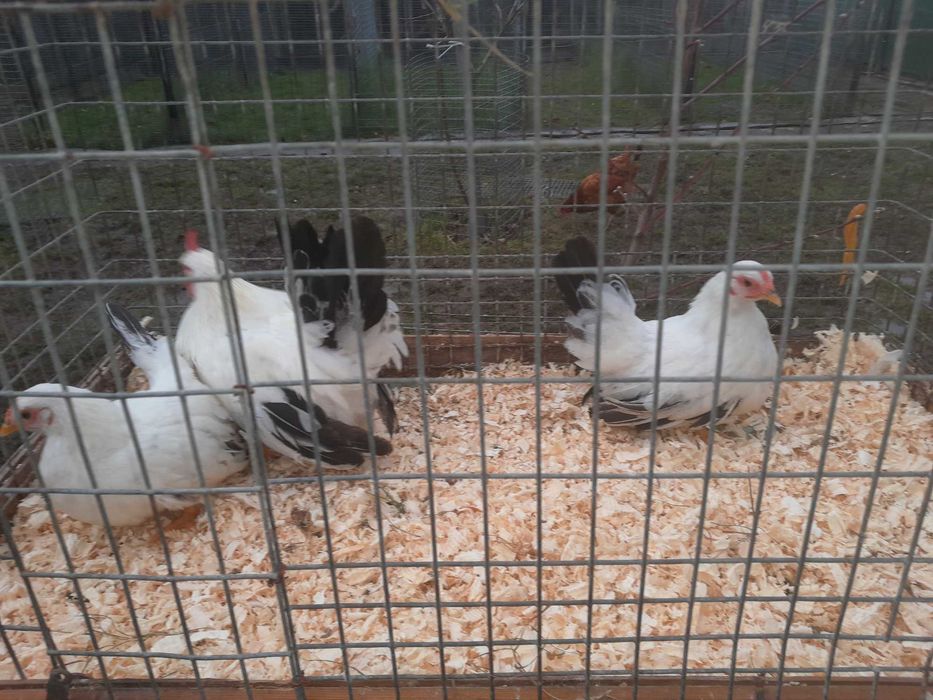 Kury chabo białe na czarnym ogonie