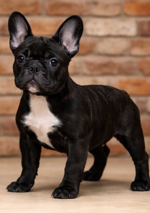 Buldog Francuski FCI ZkwP  Elitarne Pochodzenie