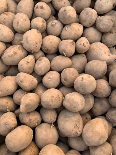 pszenica owies żyto kukurydza jęczmień ziemniaki transport gratis