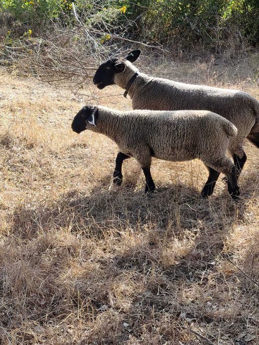 Borrego Macho Suffolk