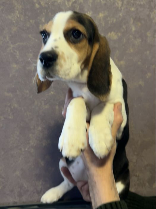 Пречудовий подарунок під ялиночку. Дівчинка породи Бігль