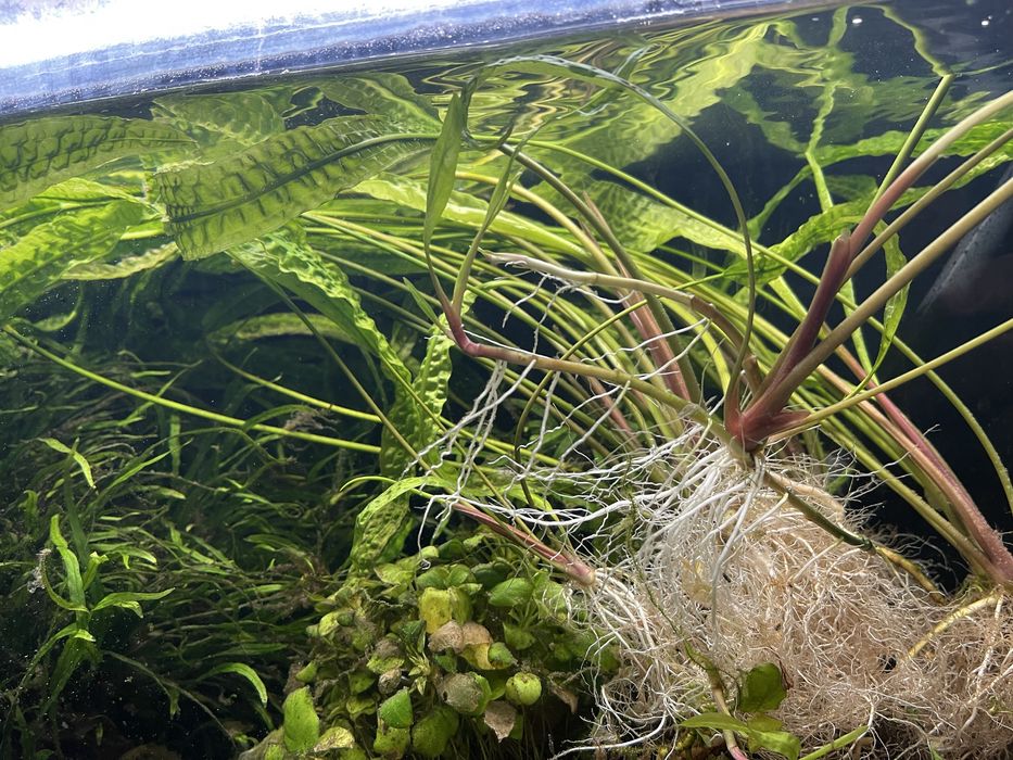 Rośliny akwariowe