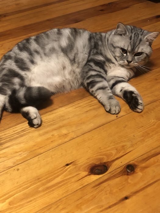 Вязка шотландський  мраморний котик