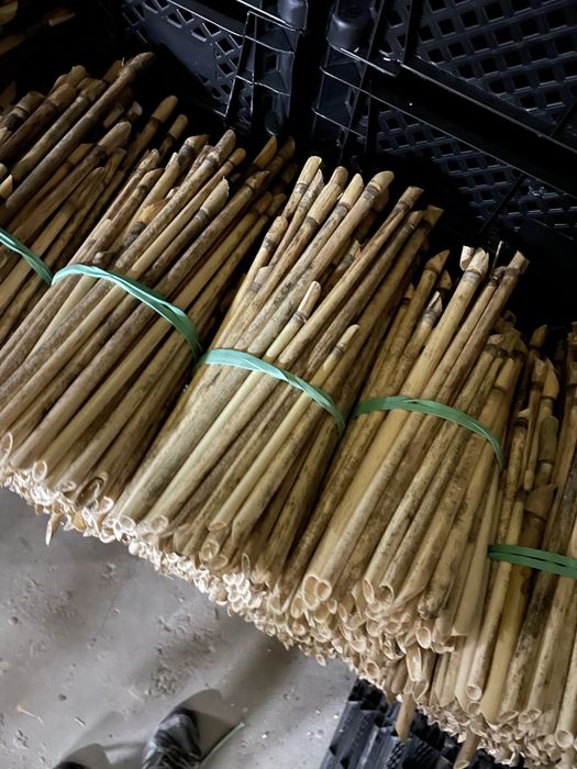 Trzcina dla murarki murarka ogrodowa 100 sztuk