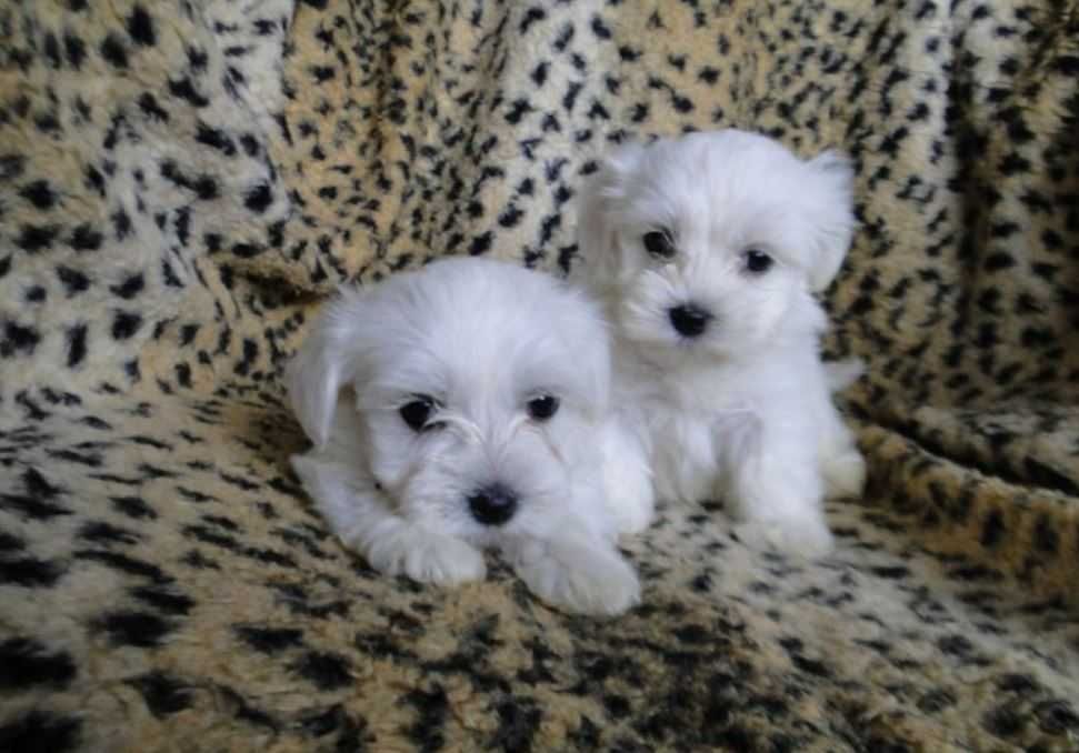 Maltańczyk Piesek Maltańczyka z Rodowodem