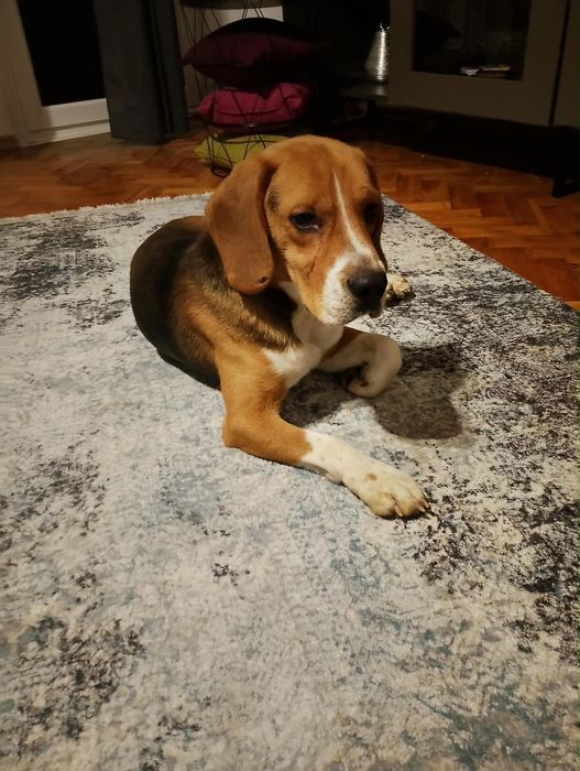 Roczny słodki beagielek Pluto