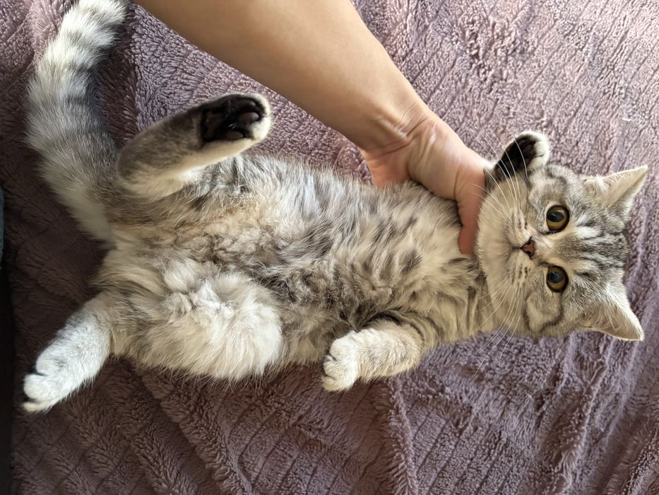 Британські короткошерстні дівчатка