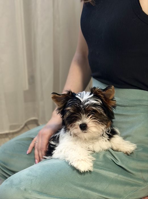 Бівер - йорк Хлопчик, перспективний, з документами