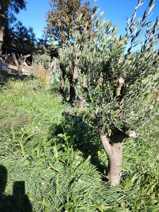 Oliveiras com alguns anos