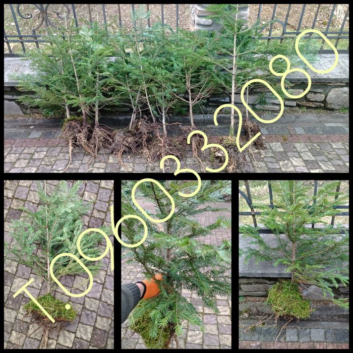 Саджанці  ялиці, ліщини