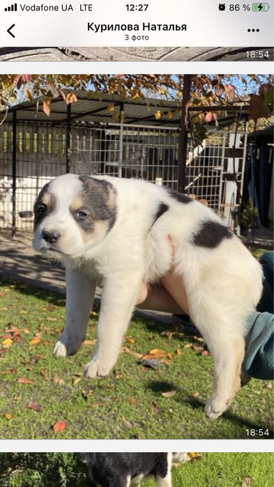 Алабай. Середньо Азіатська вівчарка.