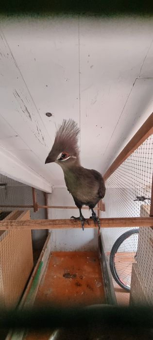 Turaco persa persa