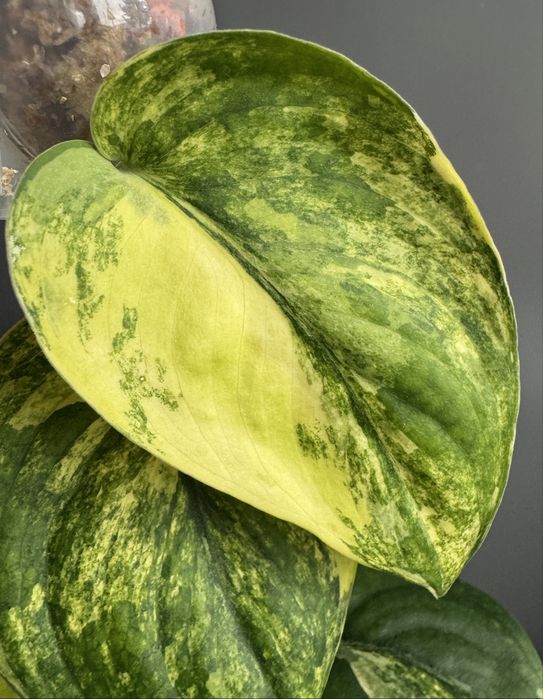 訳あり特価！　Scindapsus Yupa ② Scindapsus - Greenish - Rośliny kolekcjonerskie