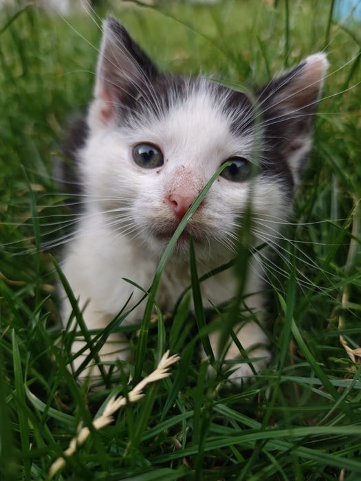 Kocięta szukają domów