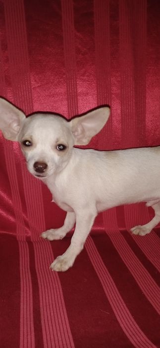 Хлопчик чихуахуа