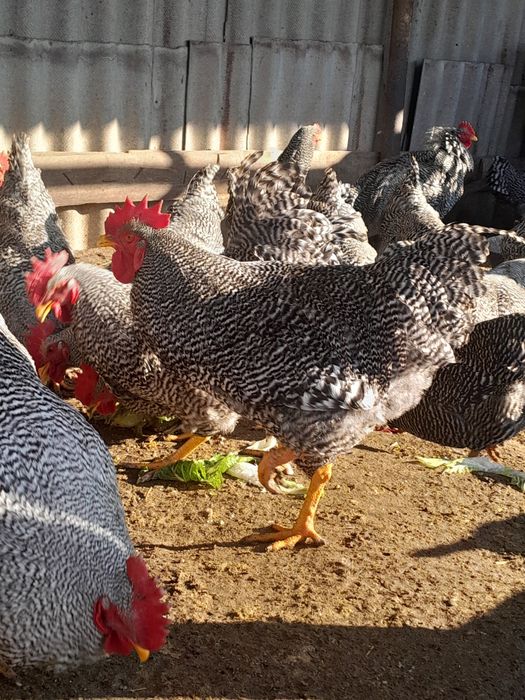 Продам півнів амрокс