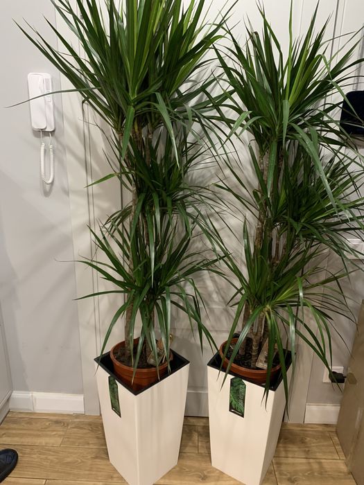 Фікуси різні сорти , в офіс ,  на подарок