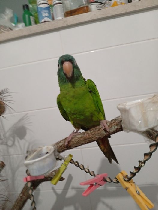 Conure de cabeça azul