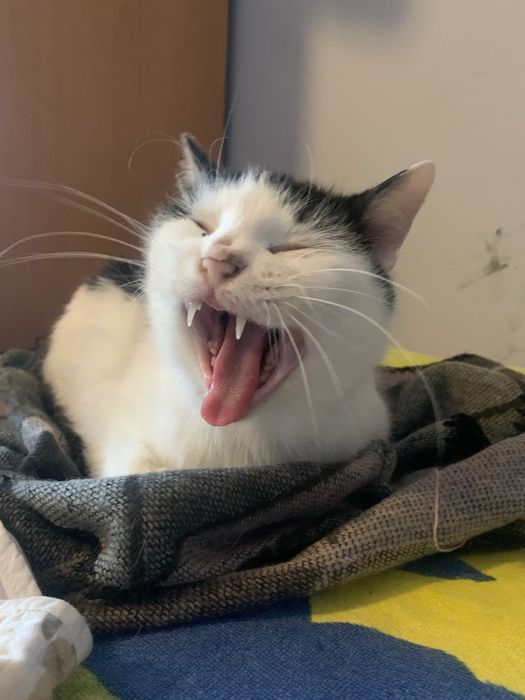 Spokojna kotka pilnie szuka domu!