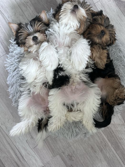 Yorkshire Terrier