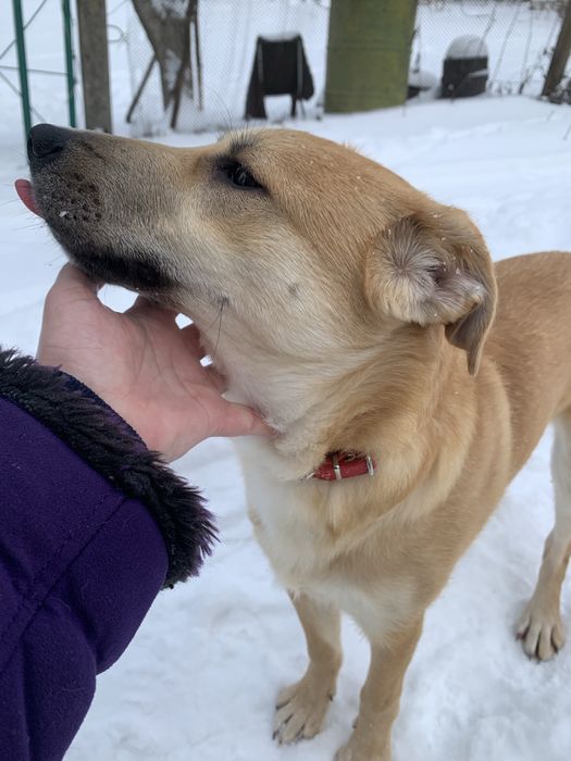 Дівчинка шукає дім